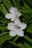 Ruellia malacosperma White | 20_Seeds