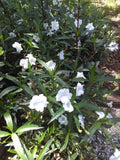 Ruellia malacosperma White | 20_Seeds