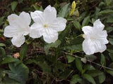 Ruellia malacosperma White | 20_Seeds