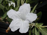 Ruellia malacosperma White | 20_Seeds