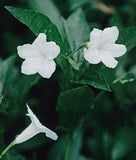 Ruellia malacosperma White | 20_Seeds