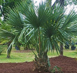 Sabal minor | Dwarf Palmetto | 5_Seeds