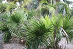 Sabal minor | Dwarf Palmetto | 5_Seeds