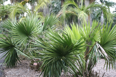 Sabal minor | Dwarf Palmetto | 5_Seeds