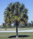 Sabal palmetto | Swamp Cabbage | Carolina & Common Palmetto | 10_Seeds