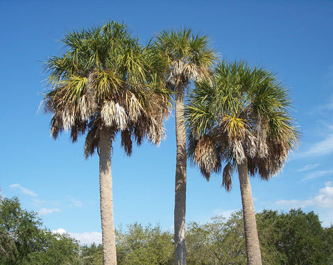 Sabal palmetto | Swamp Cabbage | Carolina & Common Palmetto | 10_Seeds