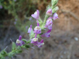Sairocarpus multiflorus | Sierra & Chaparral Snapdragon | Antirrhinum | 20_Seeds
