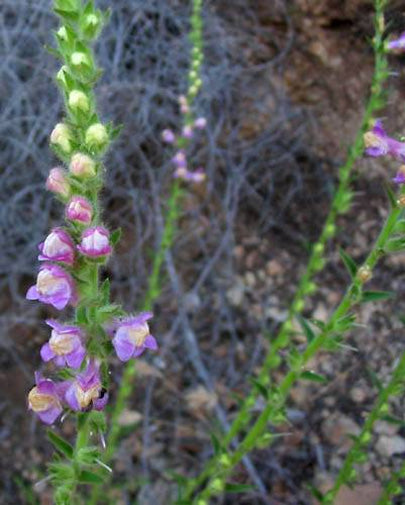 Sairocarpus multiflorus | Sierra & Chaparral Snapdragon | Antirrhinum ...
