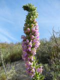 Sairocarpus multiflorus | Sierra & Chaparral Snapdragon | Antirrhinum | 20_Seeds