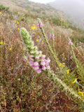 Sairocarpus multiflorus | Sierra & Chaparral Snapdragon | Antirrhinum | 20_Seeds
