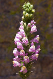 Sairocarpus multiflorus | Sierra & Chaparral Snapdragon | Antirrhinum | 20_Seeds