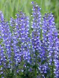 Salvia azurea | Blue & Azure & Pitcher Sage | 10_Seeds