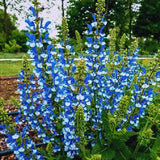 Salvia azurea | Blue & Azure & Pitcher Sage | 10_Seeds