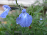Salvia azurea | Blue & Azure & Pitcher Sage | 10_Seeds