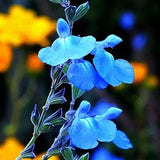 Salvia azurea | Blue & Azure & Pitcher Sage | 10_Seeds