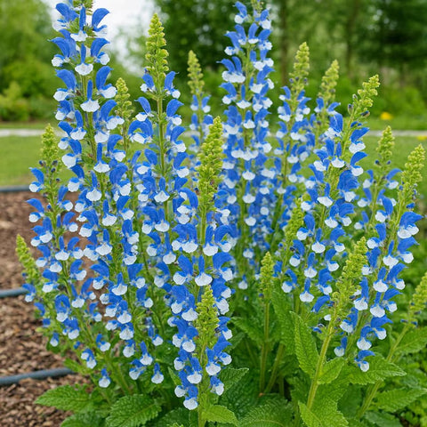 Salvia azurea | Blue & Azure & Pitcher Sage | 10_Seeds
