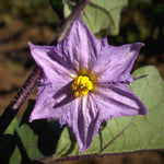 Solanum melongena | Golden Eggs | Aubergine | Ornamental Eggplant | 100_Seeds