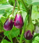 Solanum melongena | Golden Eggs | Aubergine | Ornamental Eggplant | 100_Seeds