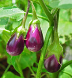 Solanum melongena | Golden Eggs | Aubergine | Ornamental Eggplant | 100_Seeds