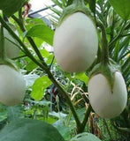 Solanum melongena | Golden Eggs | Aubergine | Ornamental Eggplant | 100_Seeds