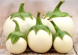 Solanum melongena | Golden Eggs | Aubergine | Ornamental Eggplant | 100_Seeds