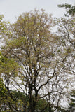 Stereospermum chelonoides | Patala | Parul | 20_Seeds