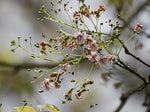Stereospermum chelonoides | Patala | Parul | 20_Seeds