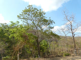 Stereospermum chelonoides | Patala | Parul | 20_Seeds