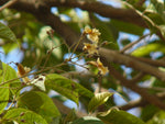 Stereospermum chelonoides | Patala | Parul | 20_Seeds