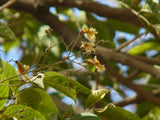 Stereospermum chelonoides | Patala | Parul | 20_Seeds