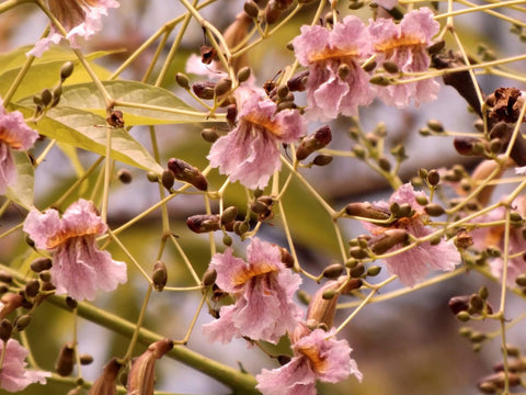 Stereospermum chelonoides | Patala | Parul | 20_Seeds