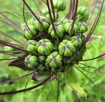 Tacca leontopetaloides | Hawaiian Arrowroot | Tacca hawaiiensis & involucrata & pinnatifida | 5_Seeds