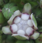 Tacca leontopetaloides | Hawaiian Arrowroot | Tacca hawaiiensis & involucrata & pinnatifida | 5_Seeds