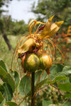 Tacca leontopetaloides | Hawaiian Arrowroot | Tacca hawaiiensis & involucrata & pinnatifida | 5_Seeds