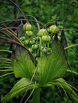 Tacca leontopetaloides | Hawaiian Arrowroot | Tacca hawaiiensis & involucrata & pinnatifida | 5_Seeds
