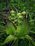 Tacca leontopetaloides | Hawaiian Arrowroot | Tacca hawaiiensis & involucrata & pinnatifida | 5_Seeds