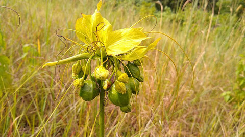 Tacca leontopetaloides | Hawaiian Arrowroot | Tacca hawaiiensis & involucrata & pinnatifida | 5_Seeds