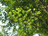 Terminalia neotaliala | mantaly | Madagascar Almond | 10_Seeds