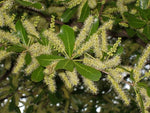 Terminalia neotaliala | mantaly | Madagascar Almond | 10_Seeds