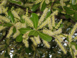 Terminalia neotaliala | mantaly | Madagascar Almond | 10_Seeds