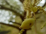 Terminalia neotaliala | mantaly | Madagascar Almond | 10_Seeds