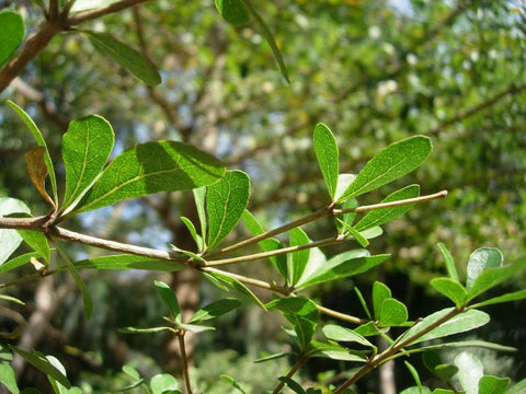 Terminalia neotaliala | mantaly | Madagascar Almond | 10_Seeds