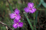 Thysanotus multiflorus | Many-Flowered Fringe Lily | 20_Seeds