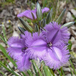Thysanotus multiflorus | Many-Flowered Fringe Lily | 20_Seeds