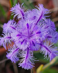 Thysanotus multiflorus | Many-Flowered Fringe Lily | 20_Seeds