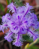 Thysanotus multiflorus | Many-Flowered Fringe Lily | 20_Seeds