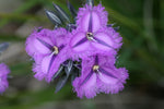 Thysanotus multiflorus | Many-Flowered Fringe Lily | 20_Seeds
