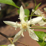 Wrightia tinctoria | Pala Indigo | Dyers Oleander | 20_Seeds