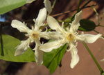 Wrightia tinctoria | Pala Indigo | Dyers Oleander | 20_Seeds