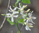 Wrightia tinctoria | Pala Indigo | Dyers Oleander | 20_Seeds